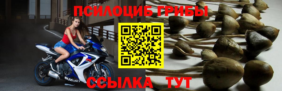 Городец  Псилоцибиновые грибы Psilocybine cubensis  Вход с VPN 